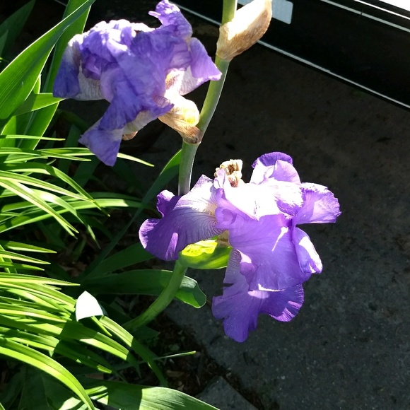 Meet your Posher, Donna - Picture 1 of 1